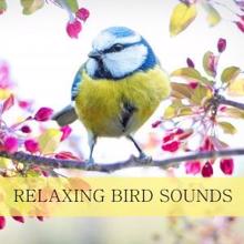 Nature Sounds: Birds in the Forest