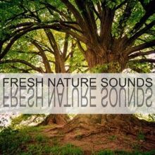 Nature Sounds: Birds in the Rainforest