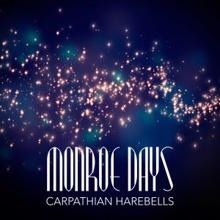 Monroe Days: Carpathian Harebells