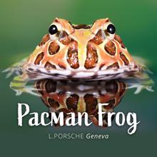 L.porsche: Pacman Frog