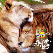 Skygrass: Always Love