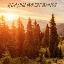 Nature Sounds: Healing Forest Sounds