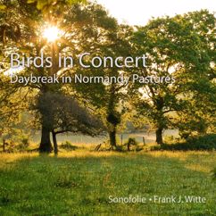 Sonofolie: Birds in Concert