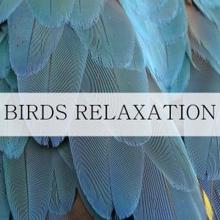 Nature Sounds: Birds Relaxation