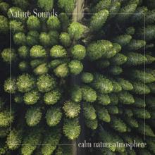 Nature Sounds: Calm Nature Atmosphere