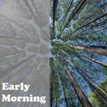 Nature Sounds: Early Morning