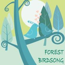 Nature Sounds: Forest Birdsong