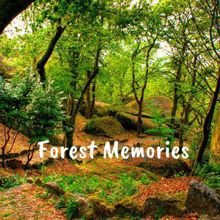 Rain Sounds: Forest Memories