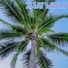 2Hat: Miami