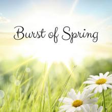 Rain Sounds: Burst of Spring