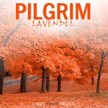 Pilgrim: Lavendel