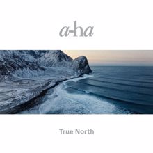 a-ha: Forest For The Trees