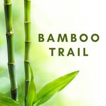 Rain Sounds: Bamboo Trial