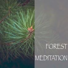 Rain Sounds: Forest Meditation