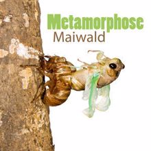 Maiwald: Metamorphose