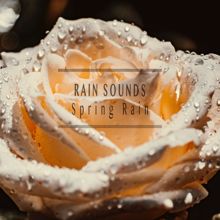 Rain Sounds: Spring Rain