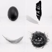 Lady Blackbird: Collage