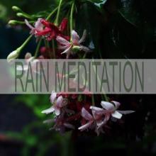 Rain Sounds: Rain Meditation