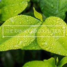 Rain Sounds: The Rain Sound Collection