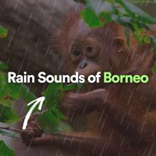 Rain Sounds: Rain Sounds of Borneo