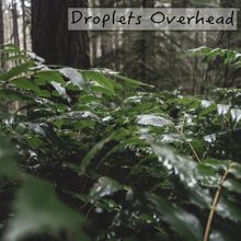 Rain Sounds: Droplets Overhead