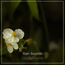 Rain Sounds: Cozy Big Droplets