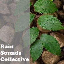 Rain Sounds: Rain Sounds Collective