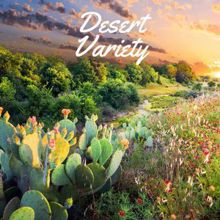 Rain Sounds: Desert Variety