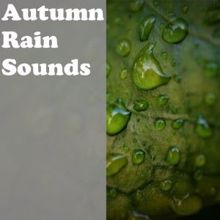 Rain Sounds: Autumn Rain Sounds