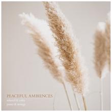 Dan Foster: Peaceful Ambiences