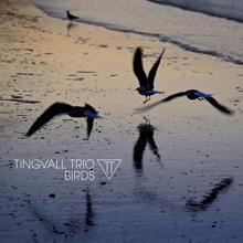 Tingvall Trio: Woodpecker