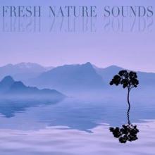 Rain Sounds: Fresh Nature Sounds