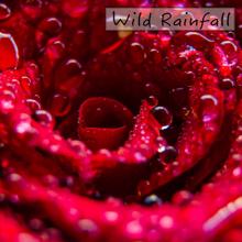 Rain Sounds: Wild Rainfall