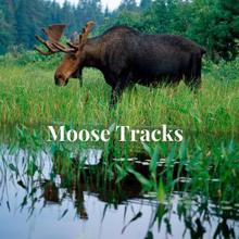 Rain Sounds: Moose Tracks