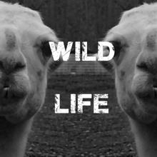 ERENKO: Wild Life