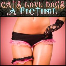 Cats Love Dogs: A Picture (Directors Cut)