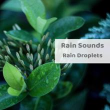 Rain Sounds: Rain Droplets