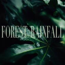 Rain Sounds: Forest Rainfall