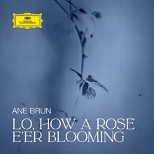 Ane Brun: Lo, How a Rose E'er Blooming