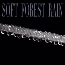 Rain Sounds: Soft Forest Rain