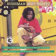 Bushman: Most Wanted