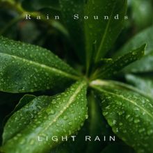 Rain Sounds: Light Rain