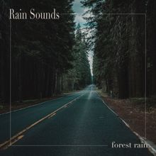 Rain Sounds: Forest Rain